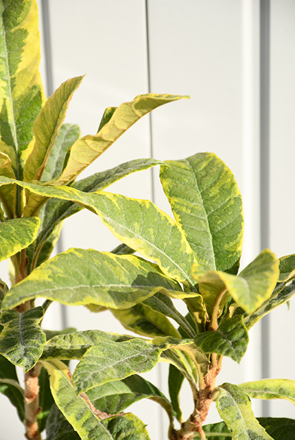 斑入りビワ ポット苗