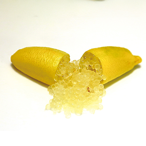 フィンガーライム 苗 【イエローレモネット】 1年生 接ぎ木苗