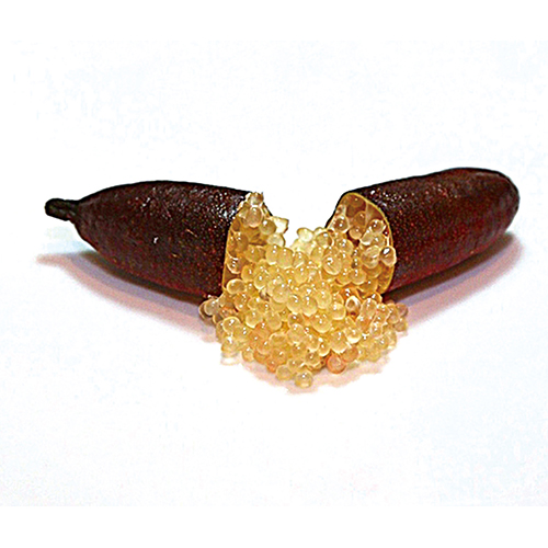 フィンガーライム 苗 【ワチョップ】 1年生 接ぎ木苗