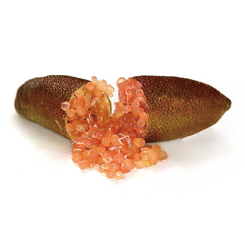 フィンガーライム 苗 【ピンクアイス】 1年生 接ぎ木苗