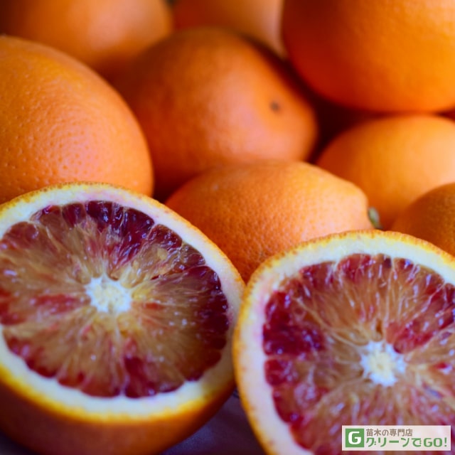 ブラッドオレンジ 苗木 【ブラッドオレンジ モロ】 2年生 接ぎ木 スリット鉢植え