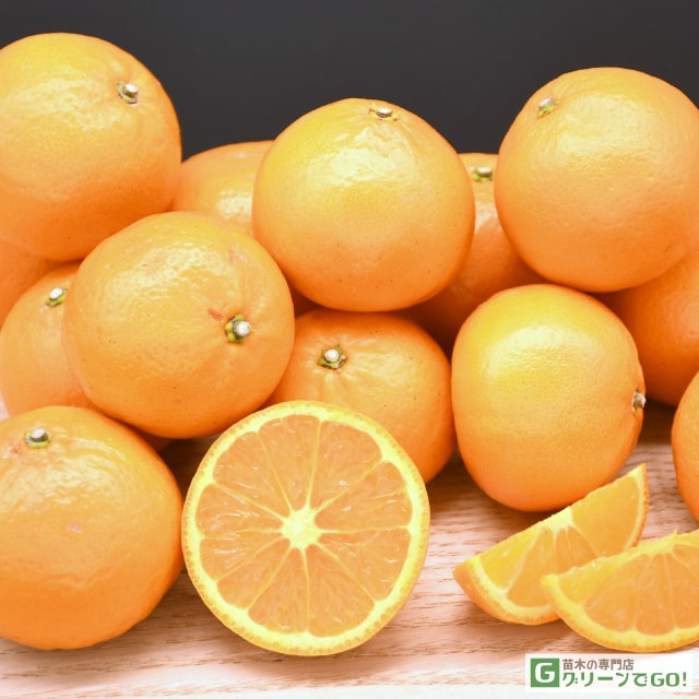 東京オレンジ 苗木  【かんきつ中間母本農6号 ［登録品種］】 2年生 接ぎ木 スリット鉢植え