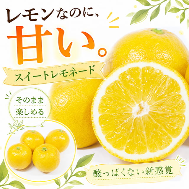 レモン 苗木 【スイートレモネード】 2年生 接ぎ木 スリット鉢植え