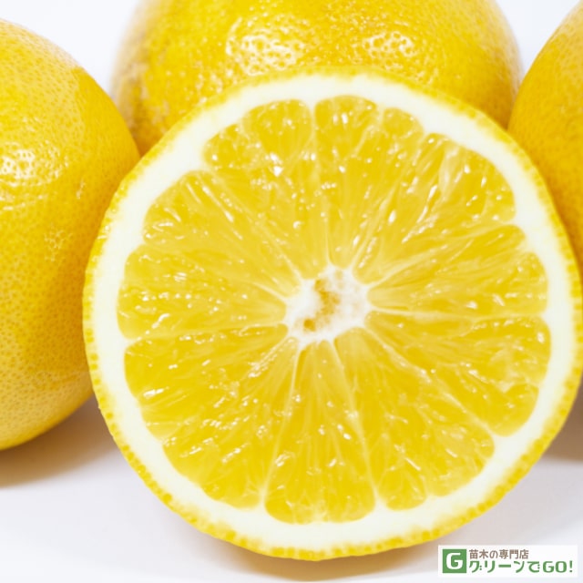 レモン 苗木 【スイートレモネード】 2年生 接ぎ木 スリット鉢植え