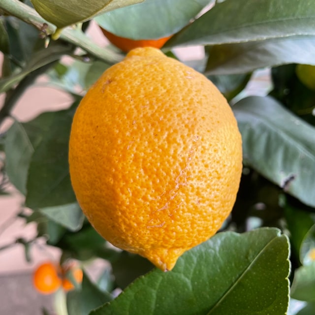 寒さに強いレモン 苗木 【選抜トゲなし リスボンレモン】 2年生 接ぎ木 スリット鉢植え