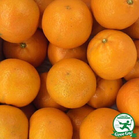 たんかん 苗木 【タンカン 垂水1号】 3年生 接ぎ木 約1.0m 大苗