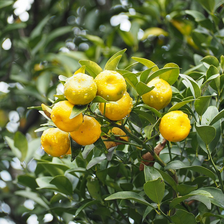 みかん 苗木 【 橘 （たちばな）】 3年生 接ぎ木 約1.0m 大苗