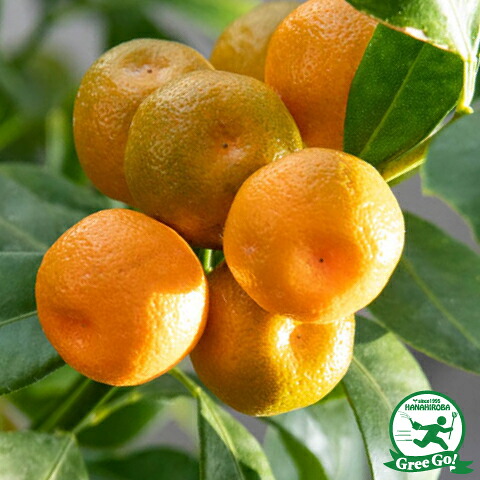 カラマンシー 苗木 【カラマンシー】 3年生 接ぎ木 大苗