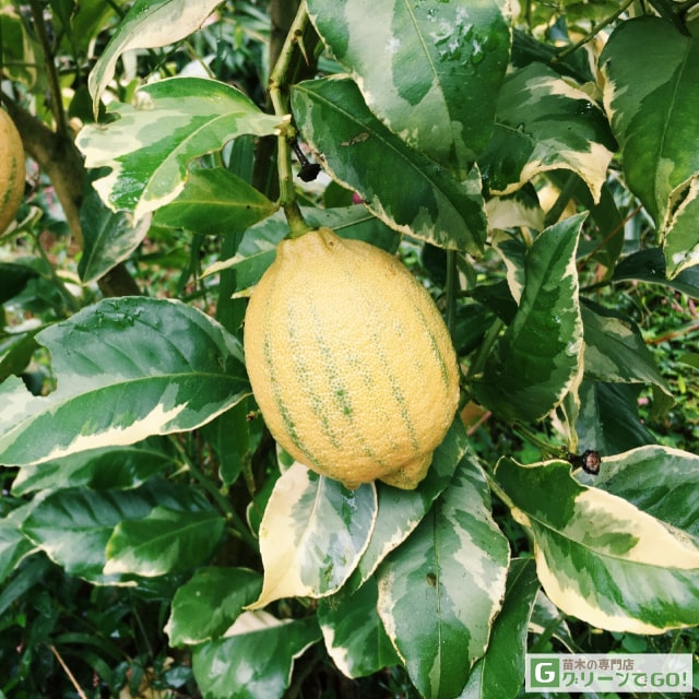 レモン 苗木 【ピンクレモネード】 2年生 接ぎ木 スリット鉢植え