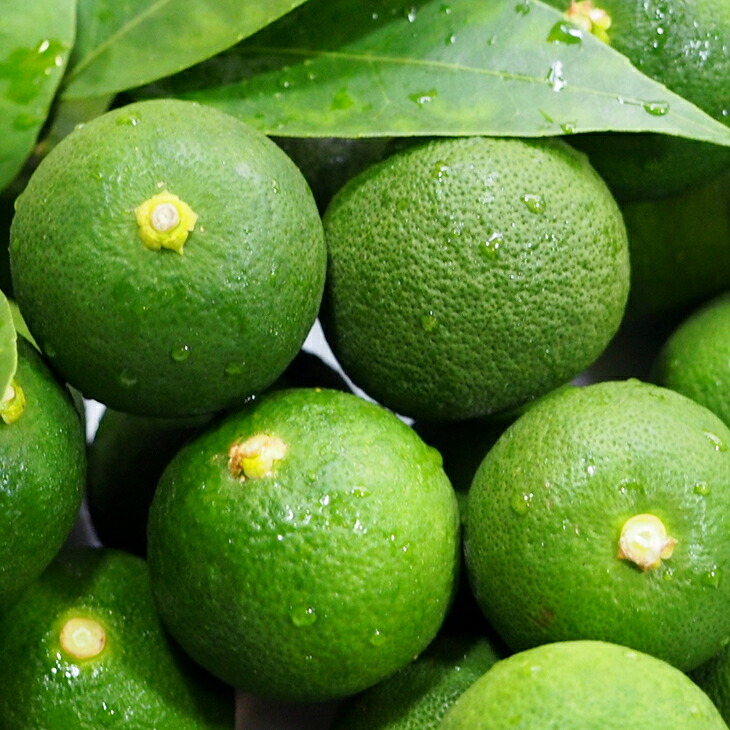 香酸柑橘 苗木 【元寇 （げんこう）】 3年生 接ぎ木 大苗