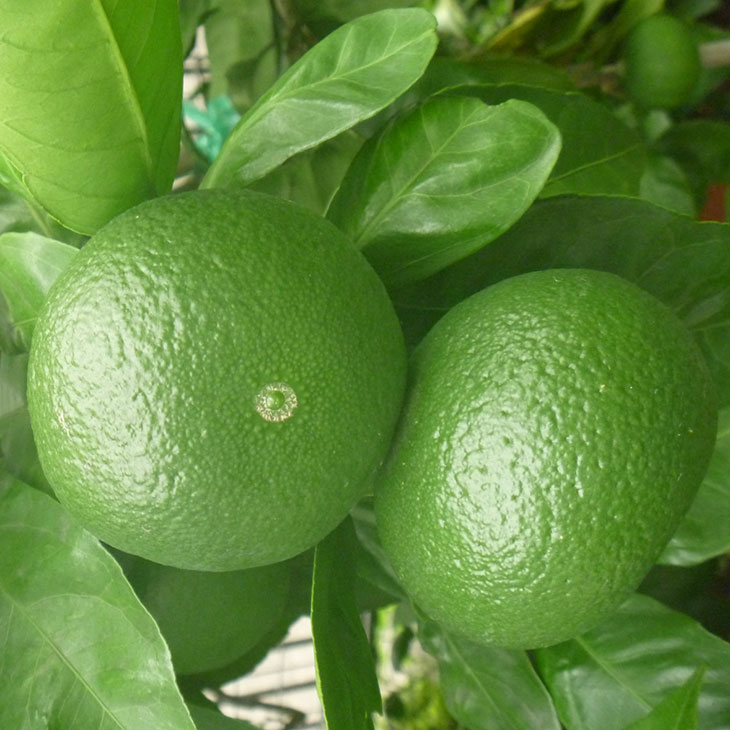 花良治 苗木 【花良治みかん （けらじみかん）】 3年生 接ぎ木 約1.0m 大苗