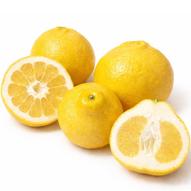 文旦 苗木 【瑞季（みずき） ［登録品種］】 3年生 接ぎ木 大苗