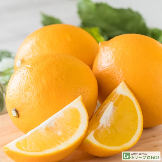 レモン 苗木 【選抜トゲなし マイヤーレモン 「爽」】 2年生 接ぎ木 スリット鉢植え