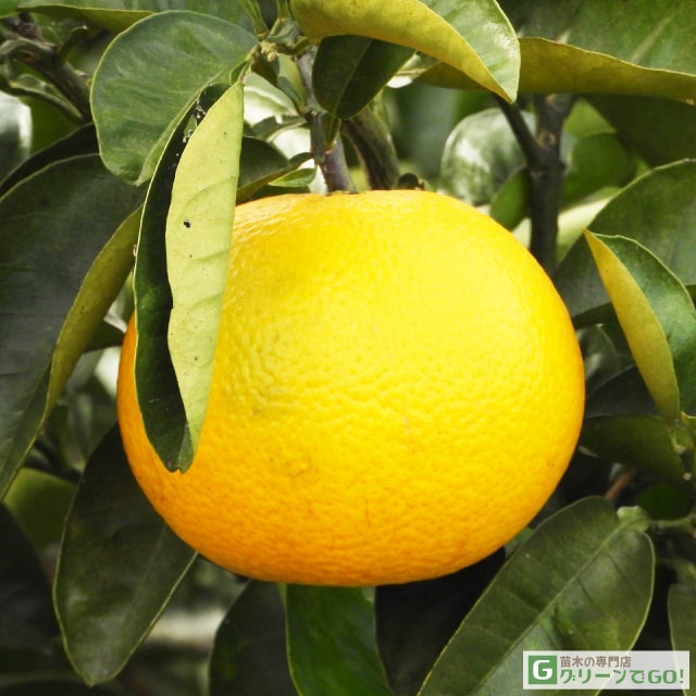 はっさく 苗木 【八朔55号】 3年生 接ぎ木 約1.0m 大苗