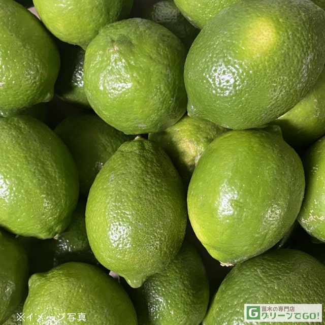 レモン 苗木 【香水レモン】 2年生 接ぎ木 スリット鉢植え