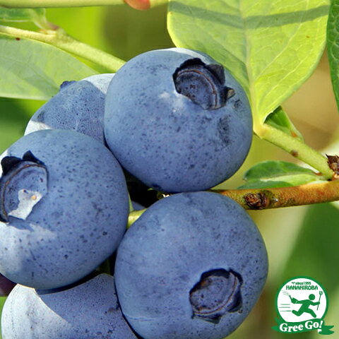 ブルーベリー 苗 【デキシー （ノーザンハイブッシュ系） 】 2年生