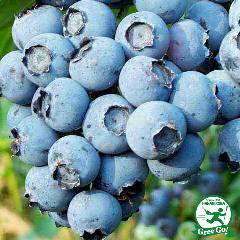 ブルーベリー 苗 【ケープフェアー （サザンハイブッシュ系）】 2年生