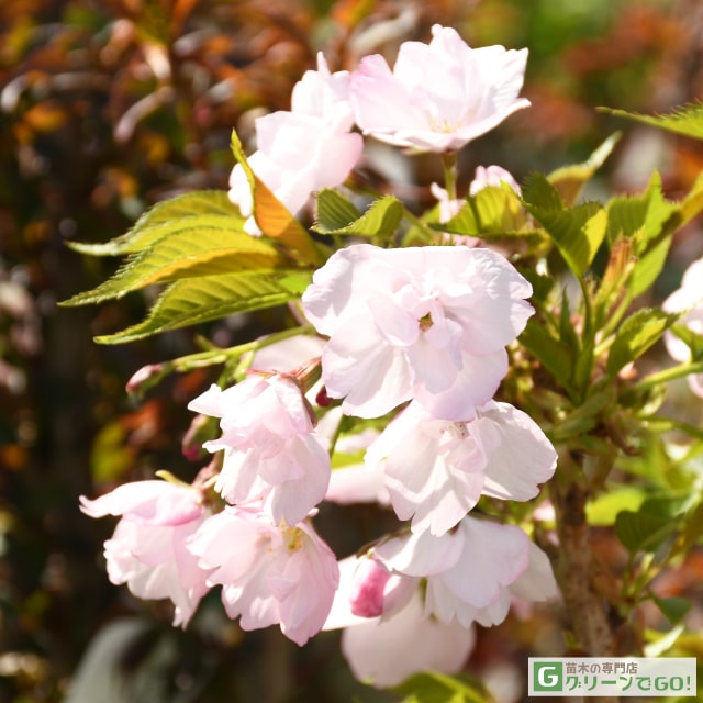 桜 苗木 【八重桜 旭山桜 （あさひやまざくら）】 1年生 接ぎ木苗