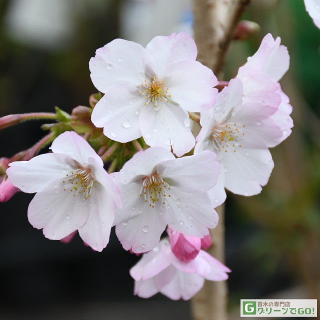桜 苗木 【御殿場桜 （ごてんばざくら）】 1年生 接ぎ木苗