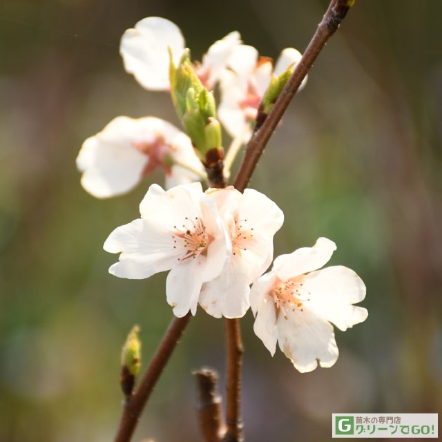 桜 苗木 【神代曙 （じんだいあけぼの）】 3年生 接ぎ木 約1.1m 大苗