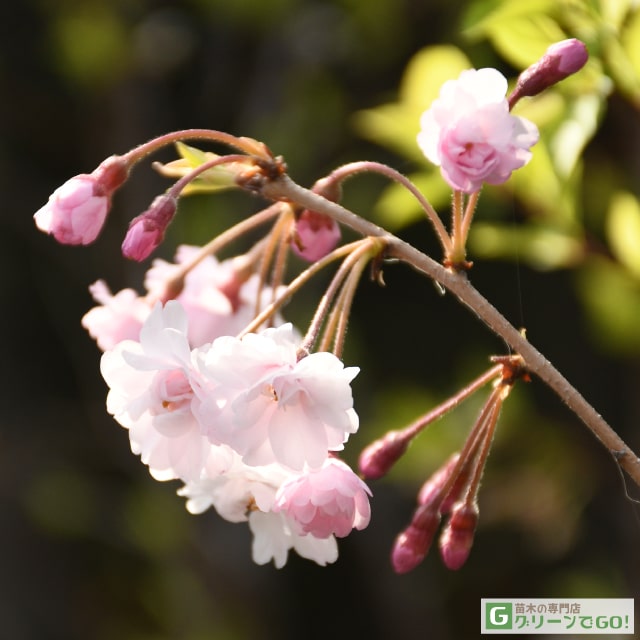 桜 苗木 【八重桜 仙台しだれ桜 （せんだいしだれ）】 約1.7m 接ぎ木 根巻き苗