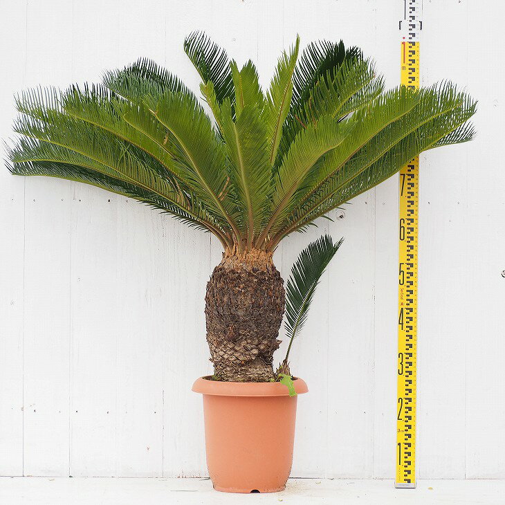 ソテツ 苗 【蘇鉄 （そてつ）】 約0.9m 鉢植え