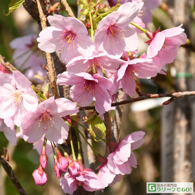 桜 苗木 【陽光桜 （ようこう）】 1年生 接ぎ木苗