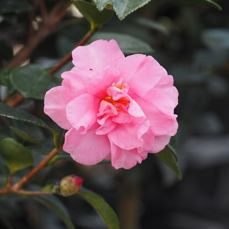 サザンカ 苗 祖父江サザンカ そぶえさざんか 約0 9m 根巻き苗