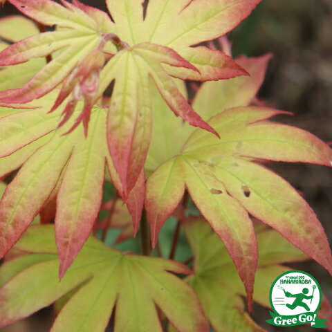 モミジ（根巻き苗）紅葉　モミジ苗木　イロハモミジ 楽天市場】【イロハモミジ】樹高1.5m前後 根巻き苗 単木 いろは
