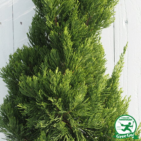 コニファー 苗 カイヅカイブキ 直立性 約1 0m 地中ポット苗