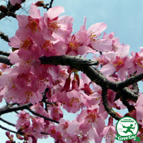 桜 苗木 おかめ桜 1年生 接ぎ木苗