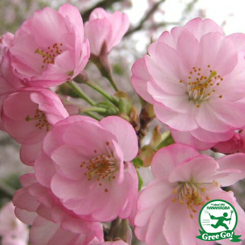 【冬桜】ことりのあそびば　A 2023.3.25 SPP撮影会 (model:風愛ことり様) | 前頭葉曇りのち虹