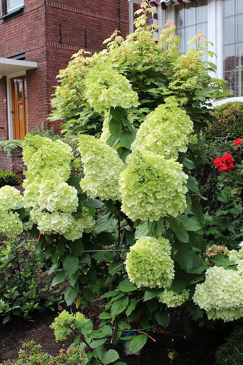 アジサイ ピラミッドアジサイ 苗 ファントム 6号ポット苗