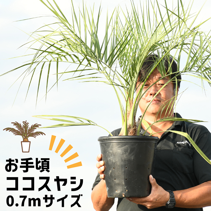 Nanagarden ココスヤシ苗200本 楽天市場】【現品発送 ※銀行振込のみ】 耐寒性 ヤシ 苗木 【ヤシ