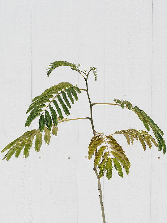 ネムの木 ネムノキ 約0 5m ポット苗