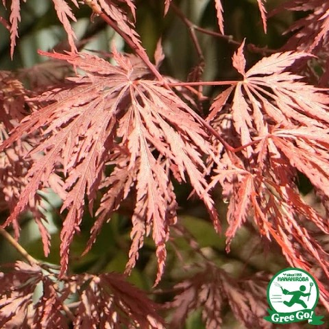 もみじ 苗木 【赤しだれもみじ】 約1.7m 根巻き 大苗