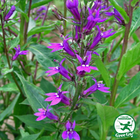 Hd限定ロベリア ブルー 最高の花の画像