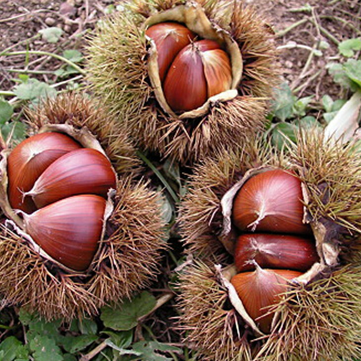 2022年発芽の栗の苗木6本/大粒/幼木/植木/庭木/盆栽用/盆栽/筑波/銀寄 2022年発芽の栗の苗木6本/大粒/幼木/植木/庭木/盆栽用/