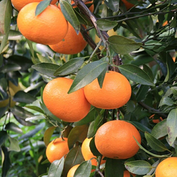 【46】津之輝 3年生 登録品種 苗木 みかん 苗木 【津之輝 （つのかがやき） ［登録品種］】 3年生 接ぎ木