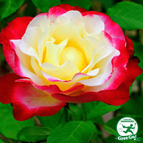 バラ 苗 つるバラ ダブルデライト Cl 一季咲き 3年生 接ぎ木特大苗 長尺苗