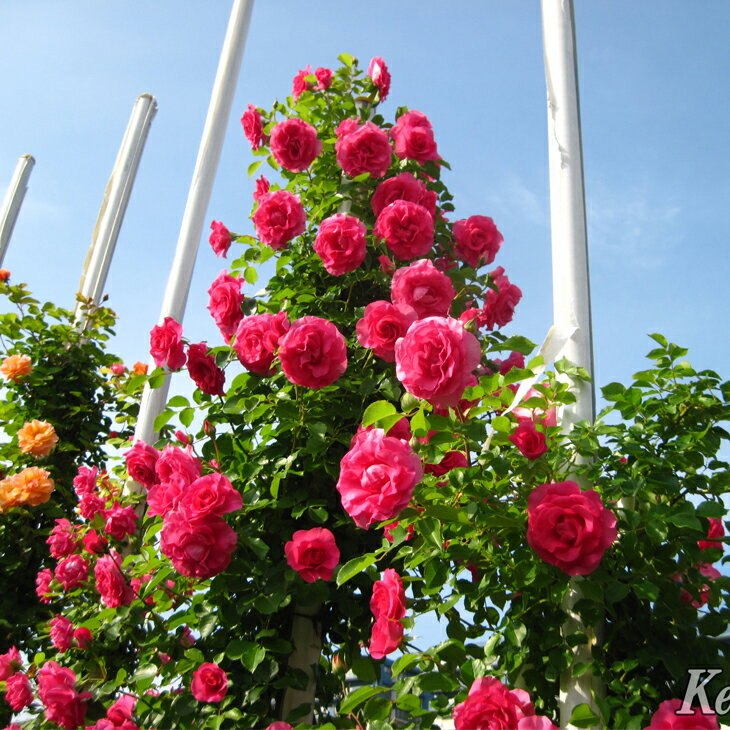 バラ苗　和バラ　３苗Riramonバラ挿し木 和バラ 和薔薇 挿し木 苗 ⑤ - メルカリ