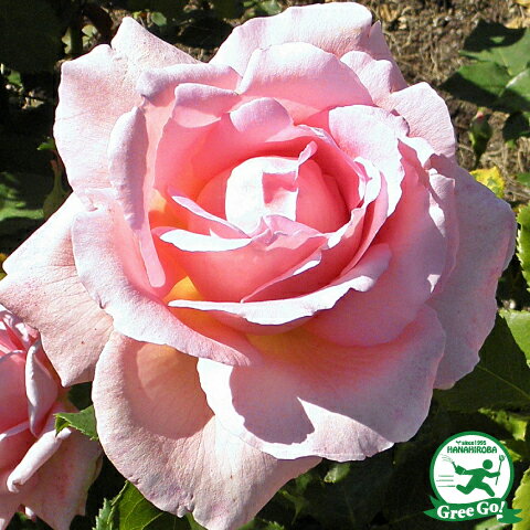 バラ 苗 つるバラ ティファニー Cl 返り咲き 2年生 接ぎ木大苗