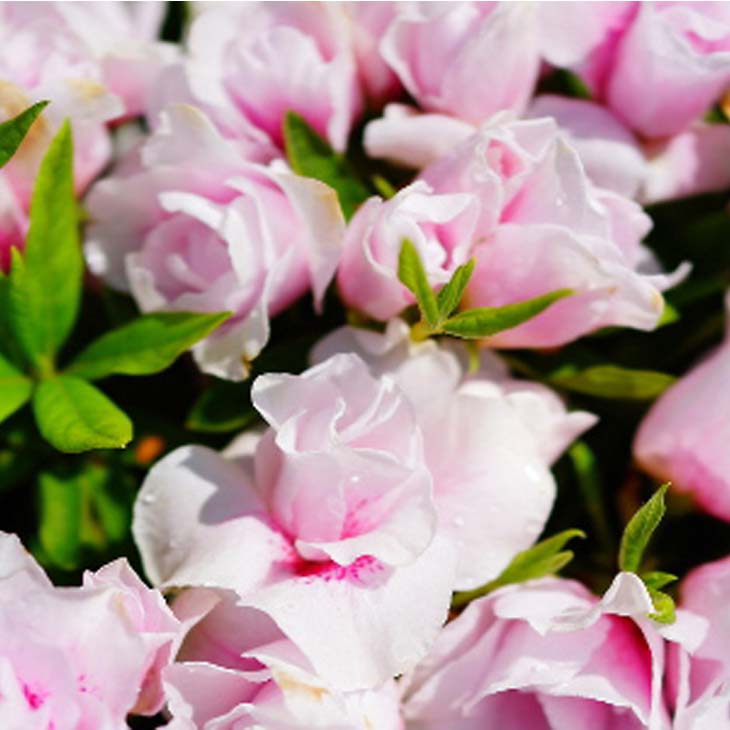 八重咲きツツジ　白に赤も有る色　花苗　苗木　抜き苗発送 八重咲きツツジ 白に赤も有る色 花苗 苗木 抜き苗発送