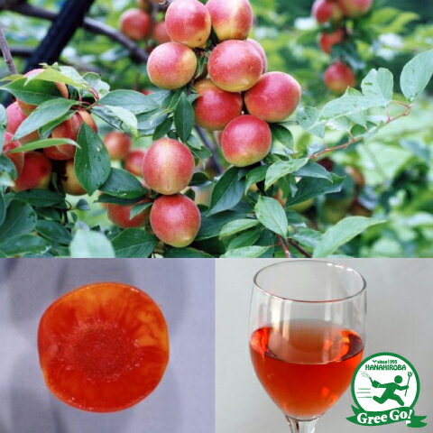 梅 苗木 【露茜 （つゆあかね） ［登録品種］】 1年生 接ぎ木苗