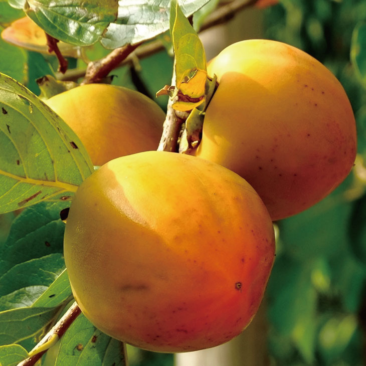 不完全甘柿 禅寺丸 ぜんじまる