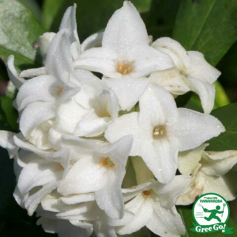 ※沈丁花　白　９０センチ※ ジンチョウゲ（沈丁花）：白花4号ポット の通販 | 園芸ネット
