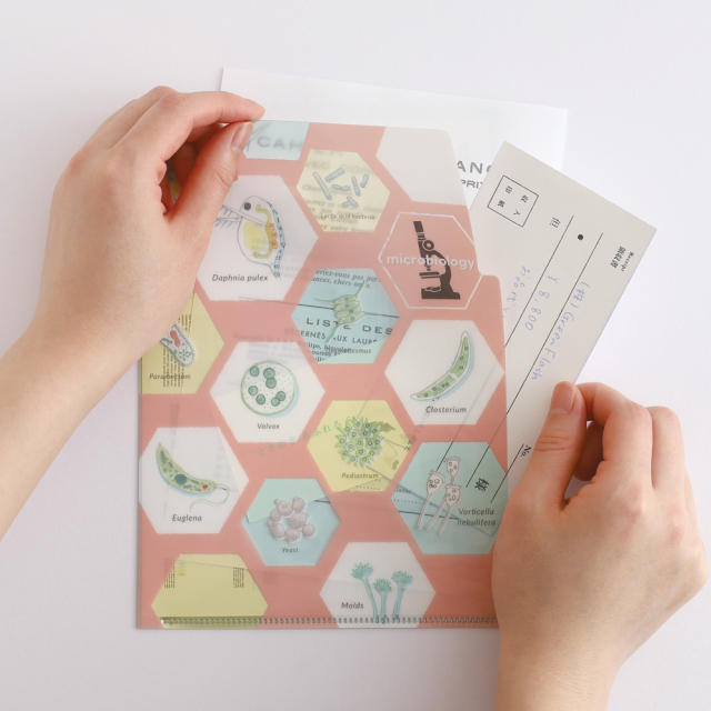STUDY HOLIC A5ポケットクリアファイル（微生物学）ST-339 | デザイン