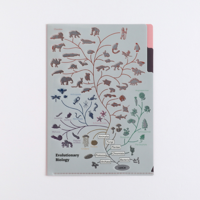 STUDY HOLIC A5ポケットクリアファイル（進化生物学）ST-343