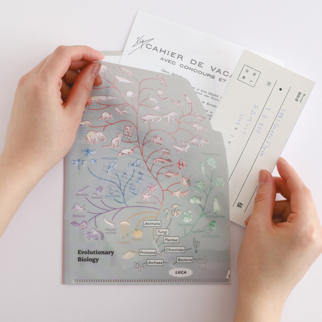 STUDY HOLIC A5ポケットクリアファイル（進化生物学）ST-343