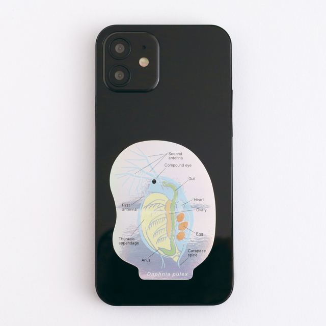 STUDY HOLIC オーロラステッカー（微生物学/ミジンコ）ST-356